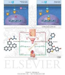 Image result for Selective Estrogen Receptor Modulator