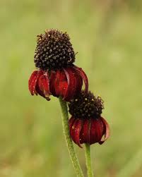 Image result for Thunbergia graminifolia