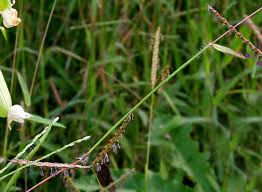 Image result for Ischaemum afrum