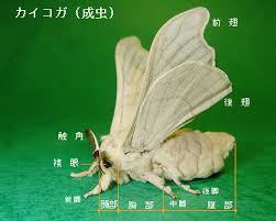 カイコの一生 カイコの体 形態 生態 特徴 生殖器