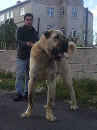 Kangal Karabas Kangal Dog Giant Dogs Dogs