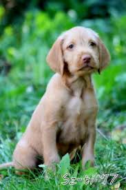 Image result for maďarský ohař drátosrstý