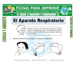 Os desenhos para colorir ensinarão palavras sobre lavar roupa em inglês. El Aparato Respiratorio Para Tercero De Primaria Aparatos Del Cuerpo Humano Aparato Respiratorio Examen De Secundaria