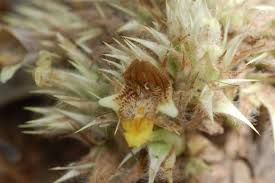 Image result for Lepidagathis