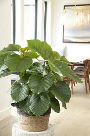 Image result for Ficus