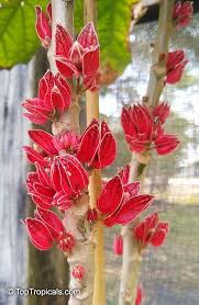 Image result for Pavonia clathrata