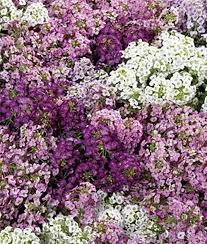 Pin On Gardening