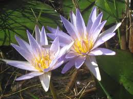 Image result for Nymphaea nouchali