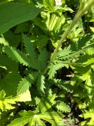 Image result for Schinziella