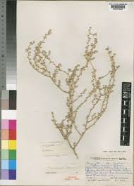 Image result for Plinthus