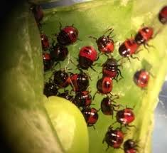 Black and red bug md location: Redbanded Stink Bug Pioneer Seeds