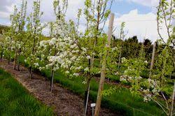 Die früchte gedeihen unmittelbar am stamm, weil sich keine krone entwickelt. Birnbaum Pflanzen Pflegen Schneiden Lubera Anleitung