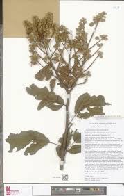 Image result for Rytigynia kiwuensis