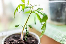 The domain name was registered at least 60 days ago with. 8 Tomato Seedling Problems How To Fix Them Tomato Bible
