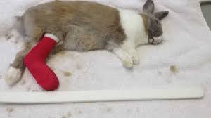 How to keep a rabbit's cage from smelling. 11 Injuries That Can Send Your Rabbit To The Vet