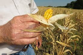 The federal crop insurance act (act) (7 u.s.c. Usda Builds On Crop Insurance Success Texas Farm Bureau