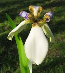 Image result for Neomarica northiana