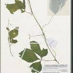 Image result for Momordica pterocarpa