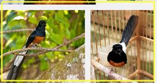 Burung murai batu atau kucica huta memiliki nama latin copychus malabarcius. Tujuan Memaster Burung Murai Batu Bakalan Trikburung Com 2021