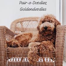 We did not find results for: Goldendoodle Puppies For Sale Home Facebook