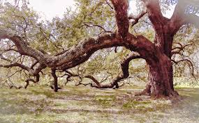 Emancipation oak on wn network delivers the latest videos and editable pages for news & events, including entertainment, music, sports, science and more, sign up and share your playlists. Emancipation Oak Tree Branches At Hampton University Photograph By Ola Allen