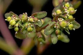 Image result for Euphorbia hyssopifolia