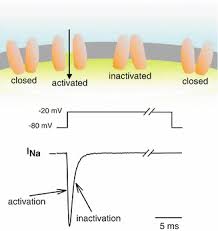 Image result for Sodium Channel Blocker