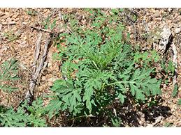 Image result for Acanthopale confertiflora