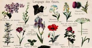 Maybe you would like to learn more about one of these? Nomi Di Fiori E Piante D Ornamento In Francese