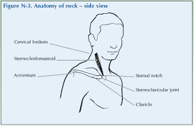 The majority of these nerves control the functions of the upper extremities and allow you to feel your arms, shoulder, and back of your head. Global Alliance For Musculoskeletal Health The Neck