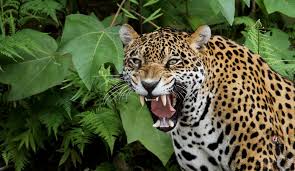 Feb 17, 2018 · siempre es bueno recordar parte de la riqueza de esta región, por lo que a continuación compartimos fotos de algunos animales de la amazonía. Datos Sobre El Jaguar En Mexico Y En America Matador Network