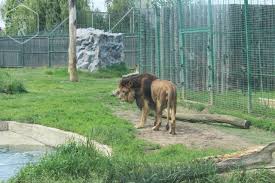 Lumea animalelor este reprezentată de cca. Zoo Oradea O GrÄdinÄ ZoologicÄ Cu InfluenÈe Vestice