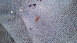 Japanese beetles cause leaves to appear skeletonized. How To Get Rid Of Carpet Beetles In Car Getridofallthings Com