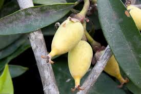 Image result for Symphonia globulifera