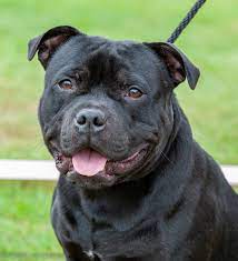Staffies Staffies Of Different Age Aixcracker Flickr