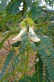 Image result for Sesbania grandiflora