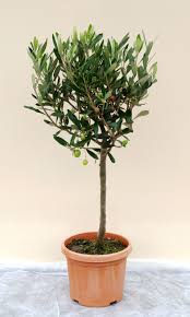 Topiary tree care, llc, bala cynwyd, pennsylvania. Olea Europaea Olive Tree Mini Standard 2 5l 40 50cm High Exc Pot Olive Tree Topiary Plants Topiary Trees