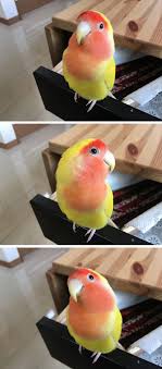 Piper Sure Knows How To Look Pretty For The Camera Papaganlar Guzel Kuslar Papagan