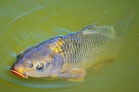 Peche A La Carpe Carpe Peche Canne A Peche Detecteur De Touche Tente Pour Pecheurs A La Carpe Support De Canne A Peche Montage Pour La Carpe Peche Et Loisirs
