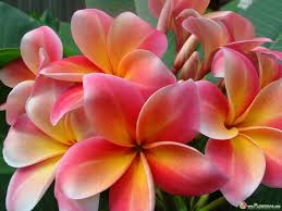 Pin On Plants Color Salmon Apricot Coral