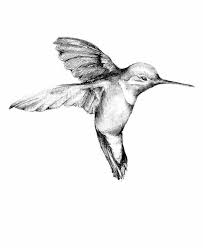 Realism Black White And Gray Drawing Hummingbird Tattoo Hummingbird Drawing Hummingbird Tattoo Bird Drawings