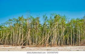 Image result for Heritiera