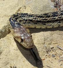 On the milk snake and sonoran mountain king snake, the red bands are bordered by black. Gopher Snake Definition Und Synonyme Von Gopher Snake Im Worterbuch Englisch