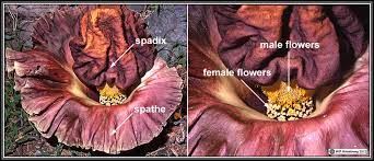 Stinking Flowers