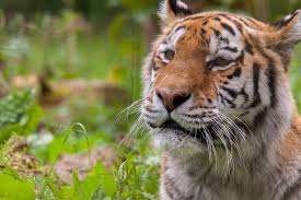 This is a once in a lifetime experience to meet and feed a beautiful amur tiger. Anastasia A Female Amur Tiger At Zsl Whipsnade Zoo C Zsl Picniq Blog