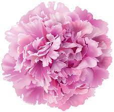 We did not find results for: Pink Carnation Clip Art Freeuse Beautiful Flowers Photography Digital Flowers Pink Carnations