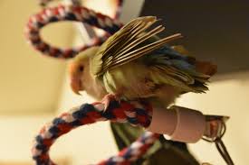我家啾啾 愛情鳥小鸚 橙額白臉綠小鸚 小桜インコ Lovebird In 2020 Love Birds Pet Supplies People Like