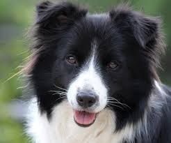 Border Koli Dogs Dog Lovers Breeds
