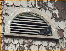 3535 mckinley ave e tacoma, wa 98404. Wild Animal Removal Wildlife Damage Repairs Tacoma Wa