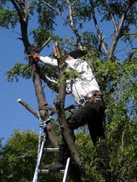 Maybe you would like to learn more about one of these? Caboolture Tree Removal Caboolturetree Profile Pinterest